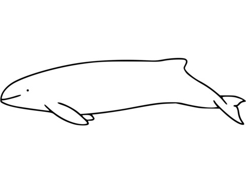 Burmeisters Porpoise Coloring Page